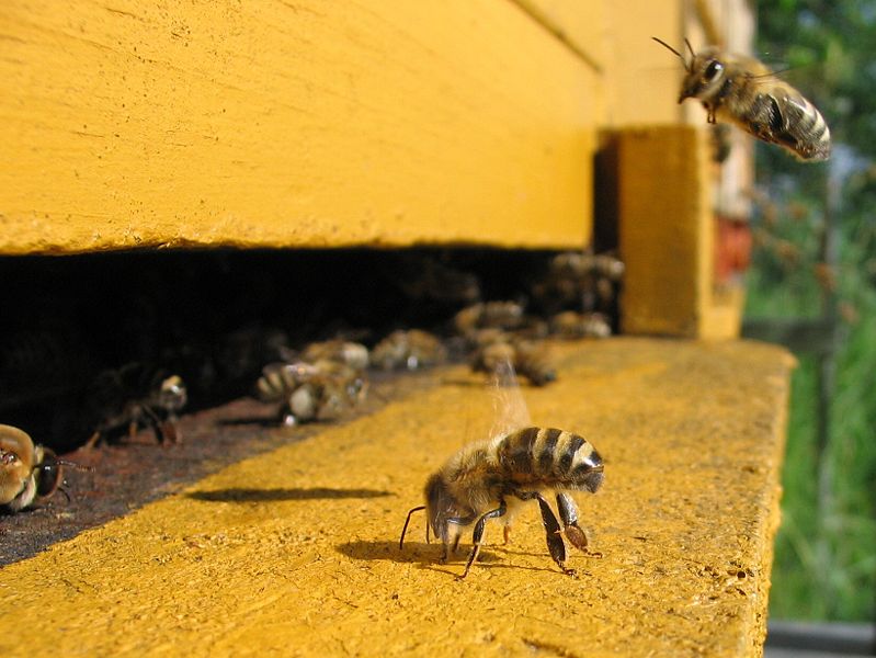 Fanning honey bee at entrance of colony