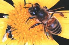 &copy;www.CSIRO.au-(Ourbeesbringbushtuckertotheburbs)