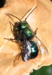 &copy;Robert_Engelhardt