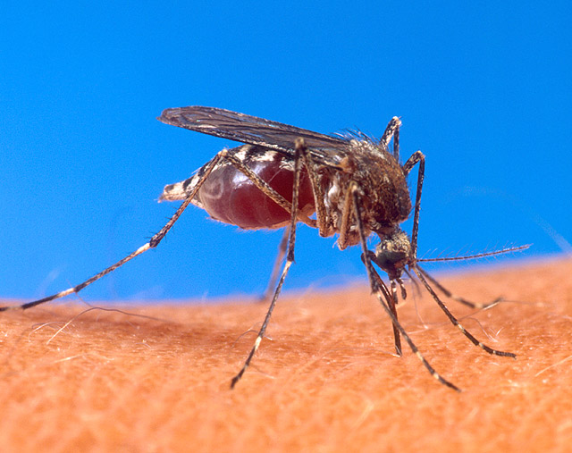 Aedes egypti mosquito