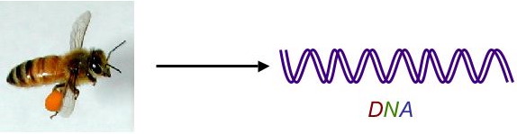 honey bee and DNA