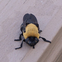 Adult Bot Fly photo from above