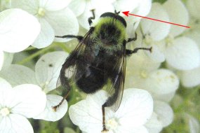 Close-up view of a fly's stubby antennae