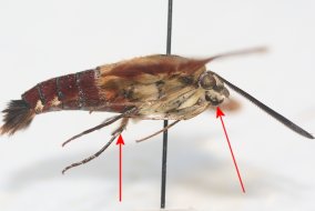 Side view of a Clear-winged Sphinx Moth, with arrows pointing out the mouthparts and lack of pollen basket on the legs
