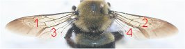 Close-up view of a bee's two pairs of wings, with each of the separate wings numbered from 1 to 4