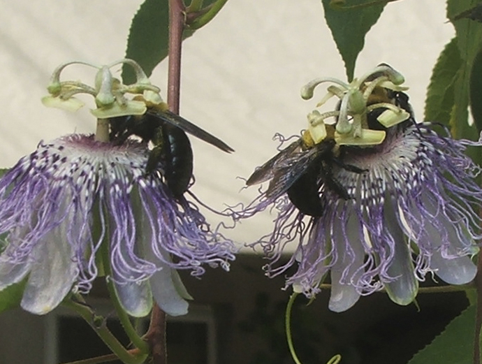 Bumble bee dorsal images