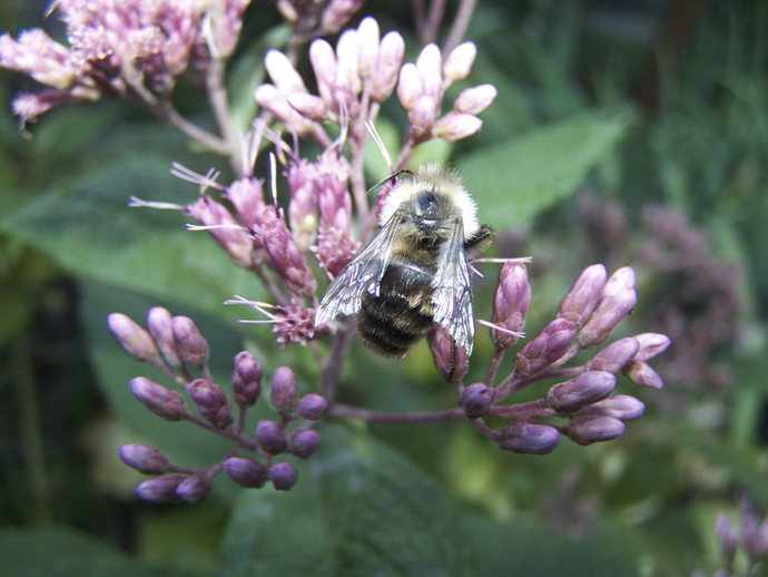 Bumble bee dorsal images