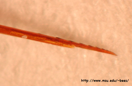 honey bee stinger