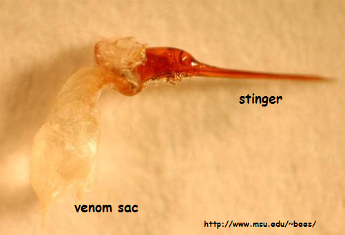 stinger-sac
